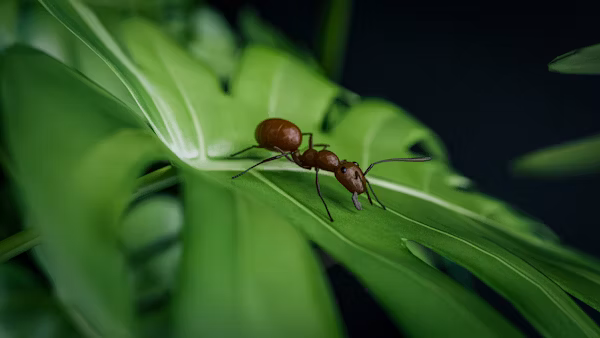 pest control
